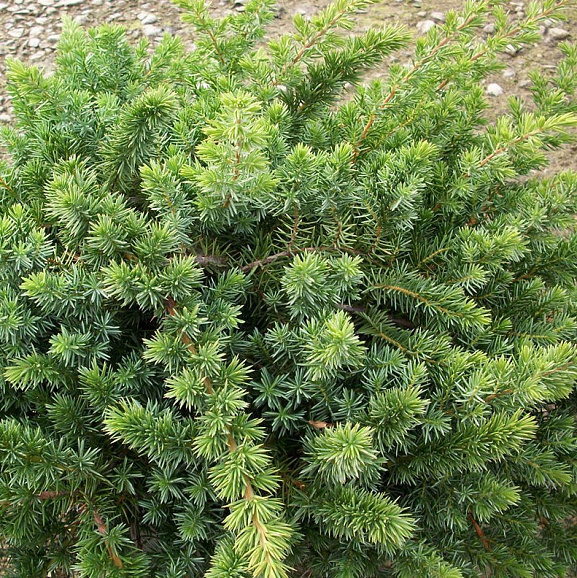 Можжевельник прибрежный Блю Пасифик