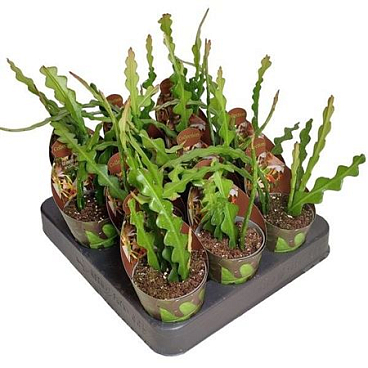 Эпифиллум Ангулигер Покрытие