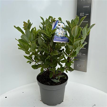 Rhodo Persil