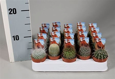 Cactus Bol Mix