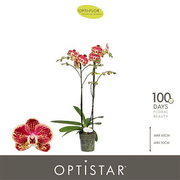 Phal 2st Spears 15+ (opti)