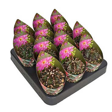 Gymnocalycium Mihanovichii Potcover