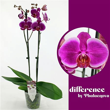 Phal 2st Durban 14+ (phalaenova)