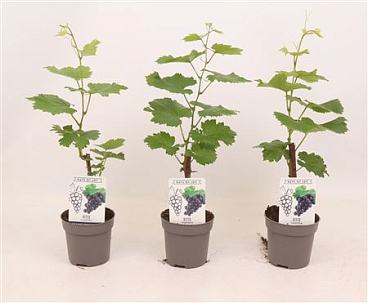 Vitis Vin Boskoop Glory
