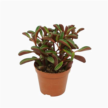 Peperomia Graveolens 8,5 Cm Met Etiket