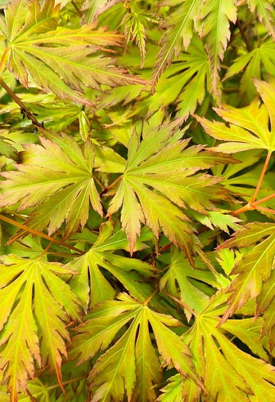Клен веерный Оранж Лейс