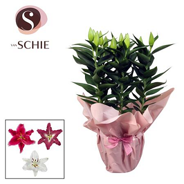 Lilium Or Mix 5pp Rondella Pink
