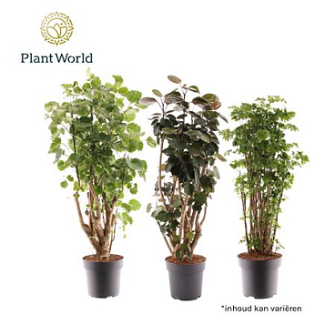 Polyscias Mix 2-3 Sorts (decorum)