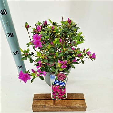 Rhododendron (aj) Geisha Purple
