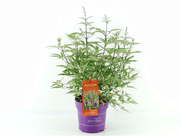 Vitex Ang Galactic Pink