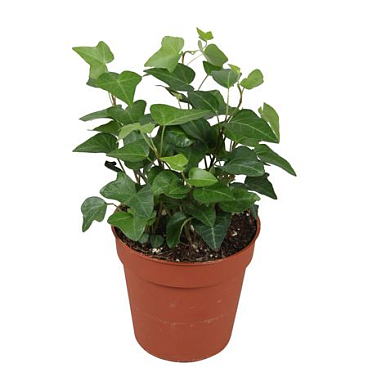 Hedera Helix Anna