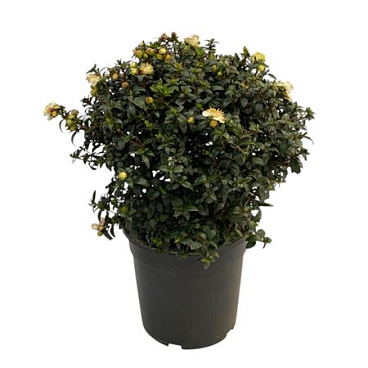 Myrtus Communis Bush