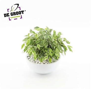 Arrangement Ficus Kinky In Bowl