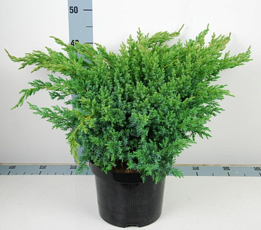 Можжевельник чешуйчатый Блю Свид