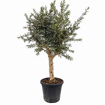 Olea Europaea Lorc