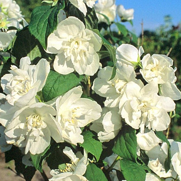 Чубушник лемуана Манто Д'эрмин (в тубе)