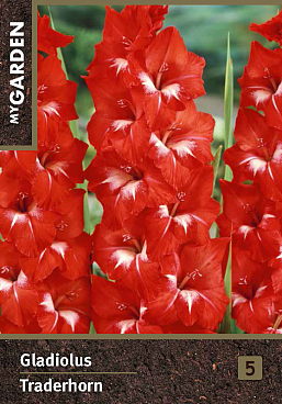 Гладиолус крупноцветковый Траденхорн