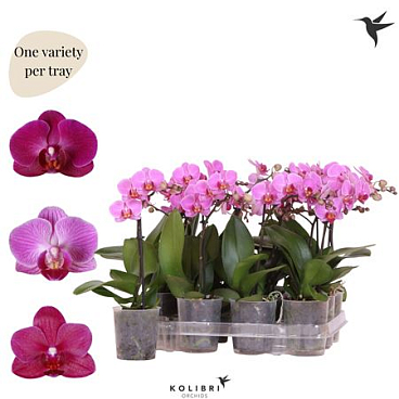Phal Kolibri 1st Violet 10+ (ok)