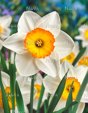 Нарцисс крупнокорончатый Флауэр Рекорд