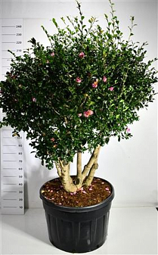Camellia Jap Cleopatra