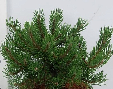 Сосна горная Клостергрюн
