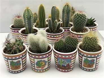 Cactus Mix In Mexicopot