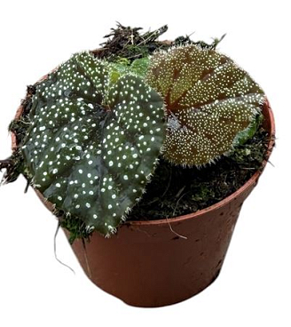 Begonia Curtisii Galaxy