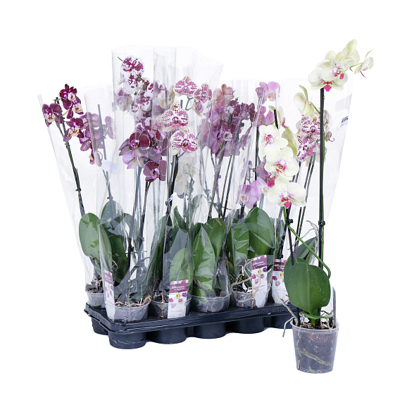 Фаленопсис Микс 2 ст а2