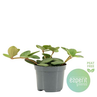 Peperomia Hope