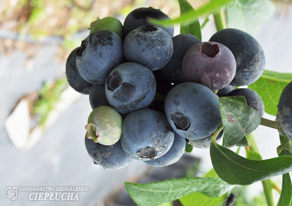 Голубика высокорослая Бонифаций