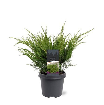 Juniperus Pfit Mint Julep