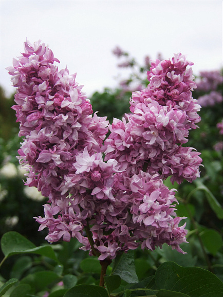 Сирень обыкновенная Розовый Мрамор