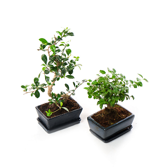 Бонсай Кармона