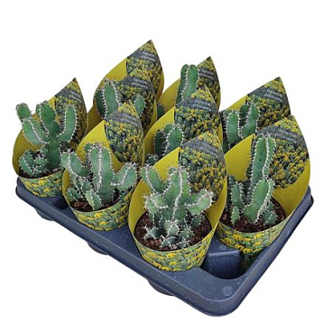 Euphorbia Polyacantha Potcover