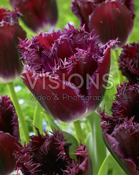 Тюльпан бахромчатый Перпл Кристал