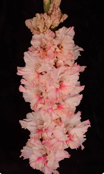 Гладиолус крупноцветковый Пелагея