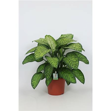 Dieffenbachia Tropic Jewel