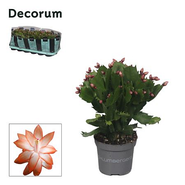 Schlumbergera Orange (decorum)