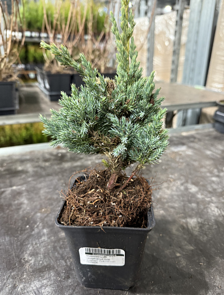 Можжевельник чешуйчатый Блю Компакт