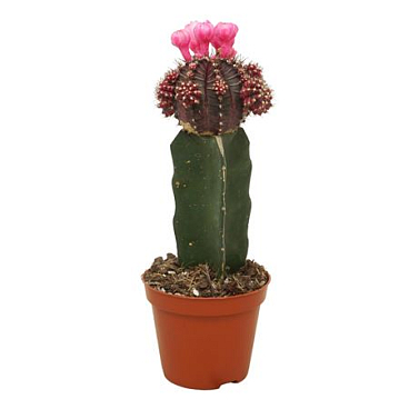 Gymnocalycium Black