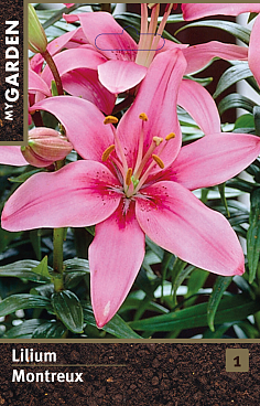 Лилия азиатская Монтрё | Оптовая цветочная компания «Флора Групп» Лилия азиатская Монтрё