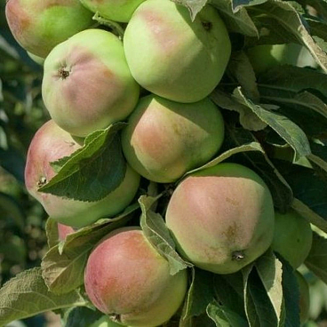 Яблоня домашняя Каскад