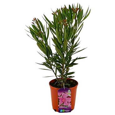 Nerium Oleander Pink Bush