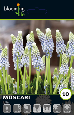 Мускари Джулия