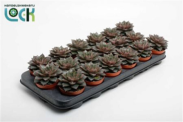 Echeveria Purpusorum