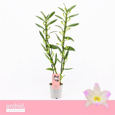 Dendr Nob 2st Kumiko Orchid Collection