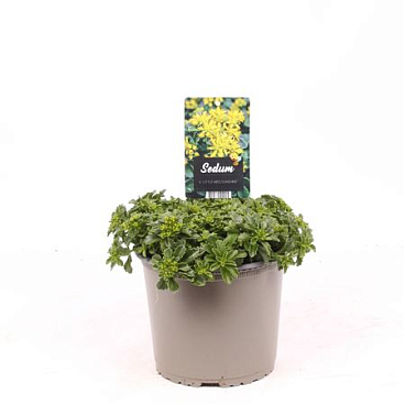 Sedum Suns Little Miss Sunshine