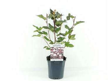 Physocarpus Op Lady In Red