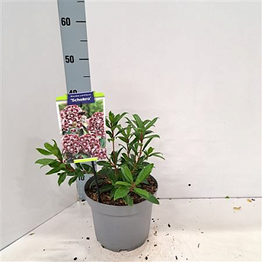 Kalmia Lat Schokra