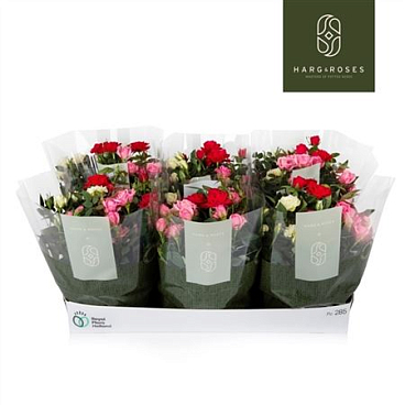 Rosa Kordana Carnaval Mix In Bowl